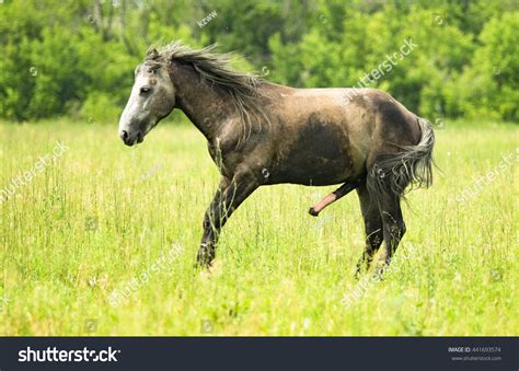 Horny horse with huge cock and mega flared head .